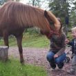 Spannend, een paardje aaien!