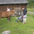 Wendy en Thijs maken kennis met het paardje.