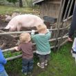 Terwijl Luuk en Bram naar de varkens kijken.