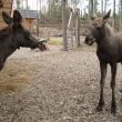 Twee jonge elanden in het wildpark van Ockelbo...