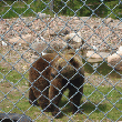 Op bezoek bij het berenpark van Orsa.