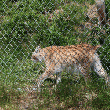 In Zweden leven nog zo'n 1500 Lynxen in het wild.