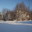 Veel sneeuw in de bomen.